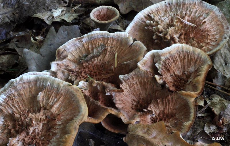 Hydnellum concrescens